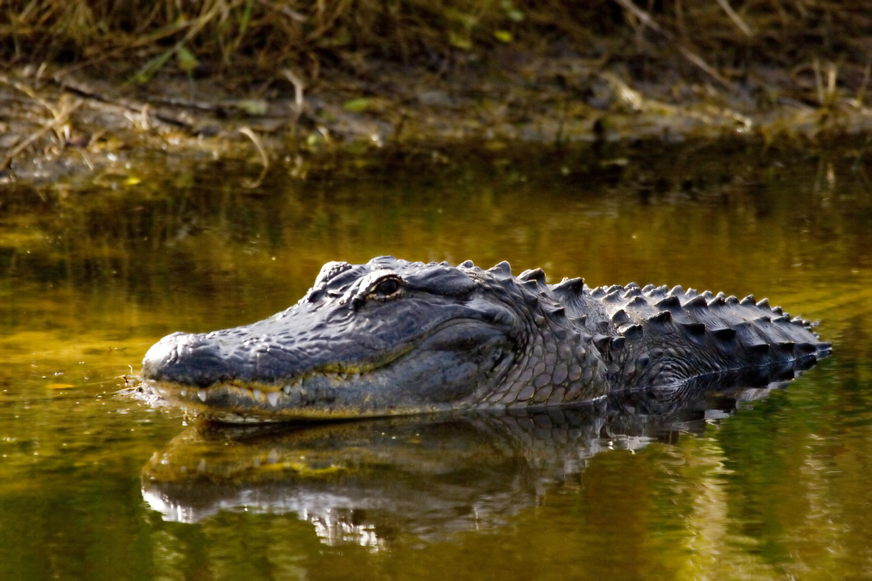 What To Do If You Encounter an Alligator in Ponte Vedra Beach