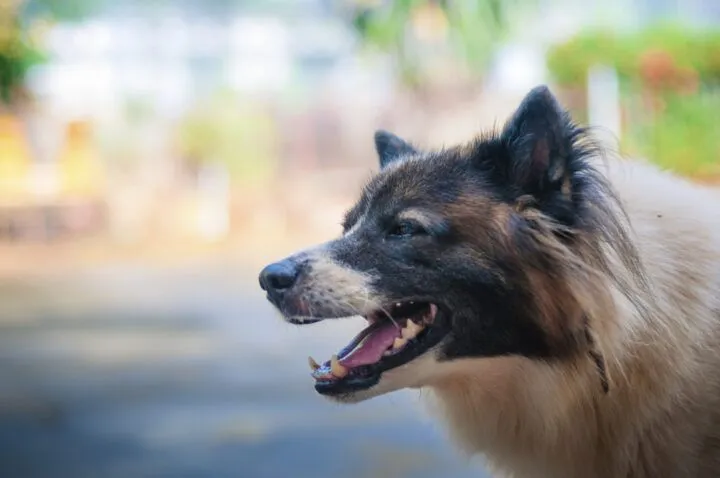 Are Wolf Hybrids Legal In Florida?